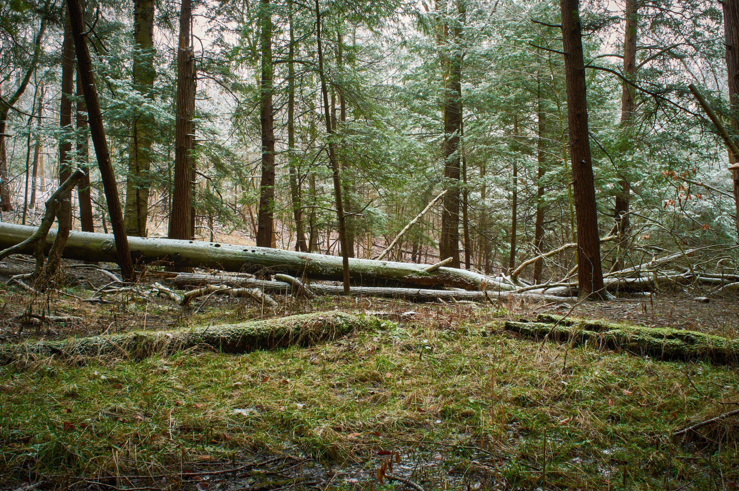 pa virgin forest, natural woods